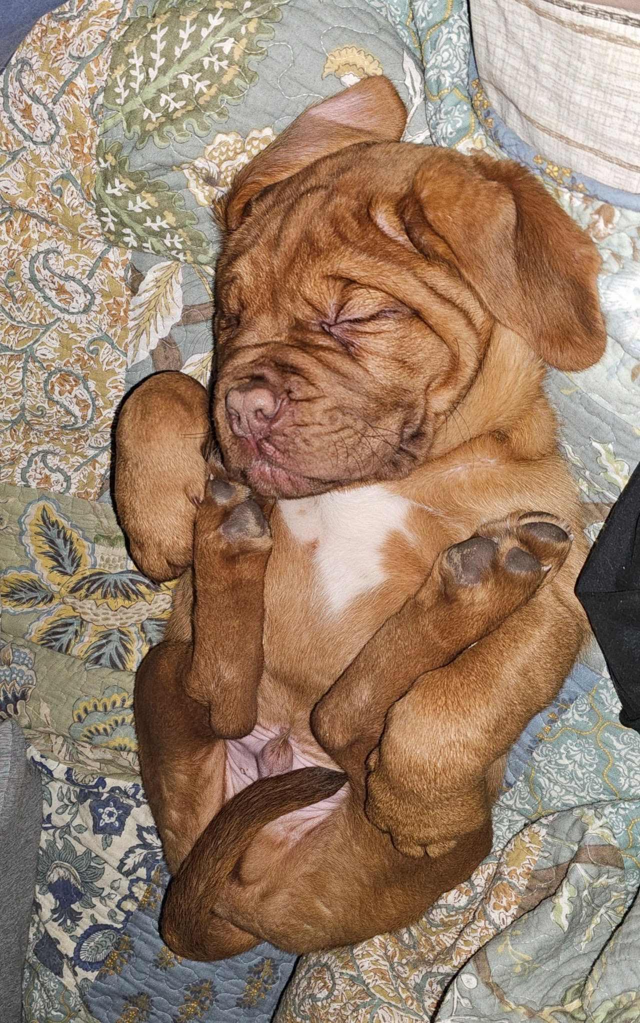 axel pup 2