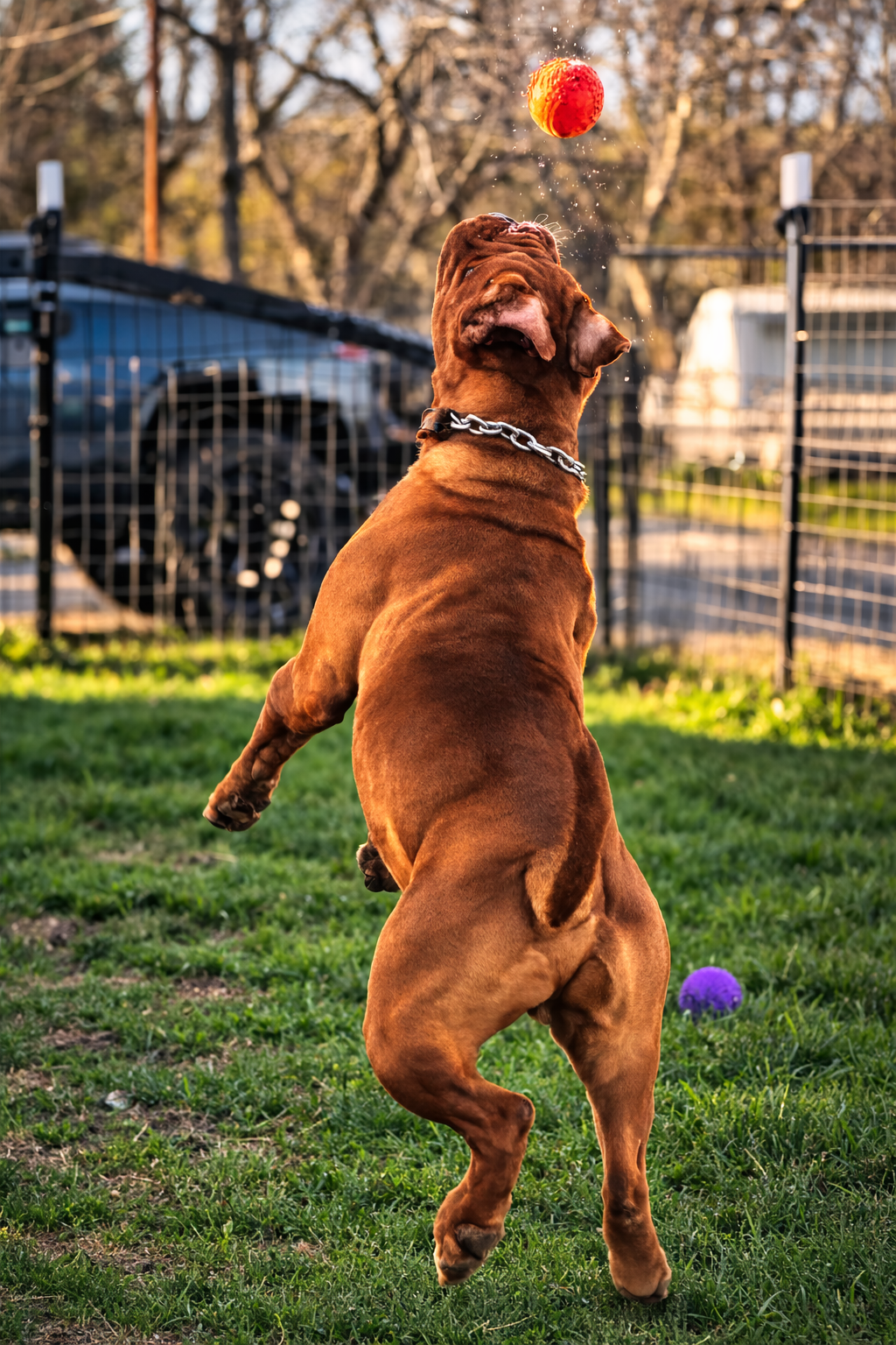 ax and ball