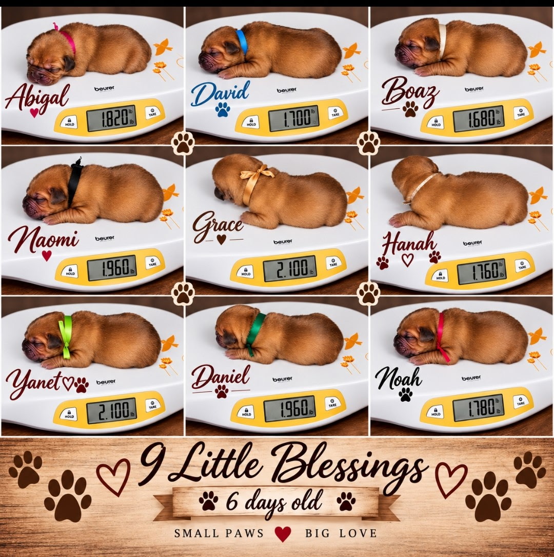 pups on scale